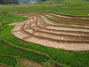 Kendal, Central Java köyündeki tarımsal pirinç tarlalarının manzarası. Teraslı pirinç tarlaları gibi. Bali Endonezya.