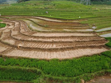 Kendal, Central Java köyündeki tarımsal pirinç tarlalarının manzarası. Teraslı pirinç tarlaları gibi. Bali Endonezya.
