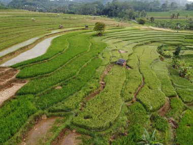Kendal, Central Java köyündeki tarımsal pirinç tarlalarının manzarası. Teraslı pirinç tarlaları gibi. Bali Endonezya.