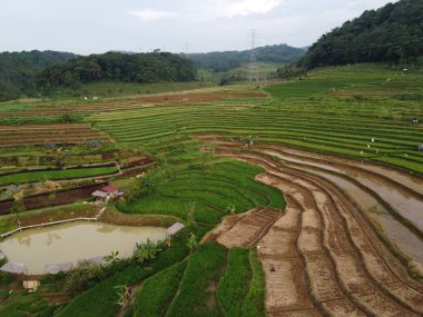 Kendal, Central Java köyündeki tarımsal pirinç tarlalarının manzarası. Teraslı pirinç tarlaları gibi. Bali Endonezya.