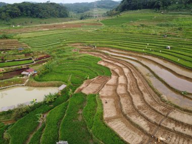 Kendal, Central Java köyündeki tarımsal pirinç tarlalarının manzarası. Teraslı pirinç tarlaları gibi. Bali Endonezya.