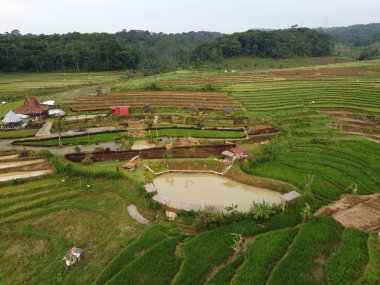 Kendal, Central Java köyündeki tarımsal pirinç tarlalarının manzarası. Teraslı pirinç tarlaları gibi. Bali Endonezya.