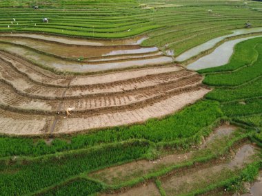 Kendal, Central Java köyündeki tarımsal pirinç tarlalarının manzarası. Teraslı pirinç tarlaları gibi. Bali Endonezya.