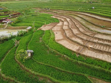 Kendal, Central Java köyündeki tarımsal pirinç tarlalarının manzarası. Teraslı pirinç tarlaları gibi. Bali Endonezya.