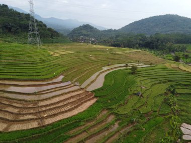 Kendal, Central Java köyündeki tarımsal pirinç tarlalarının manzarası. Teraslı pirinç tarlaları gibi. Bali Endonezya.