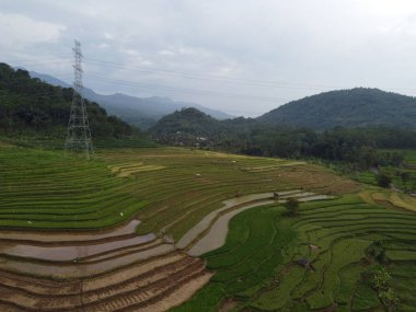 Kendal, Central Java köyündeki tarımsal pirinç tarlalarının manzarası. Teraslı pirinç tarlaları gibi. Bali Endonezya.
