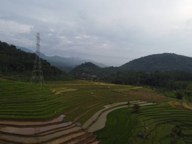 Kendal, Central Java köyündeki tarımsal pirinç tarlalarının manzarası. Teraslı pirinç tarlaları gibi. Bali Endonezya.