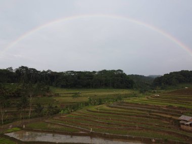 Kendal, Central Java köyündeki tarımsal pirinç tarlalarının manzarası. Teraslı pirinç tarlaları gibi. Bali Endonezya.