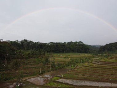 Kendal, Central Java köyündeki tarımsal pirinç tarlalarının manzarası. Teraslı pirinç tarlaları gibi. Bali Endonezya.