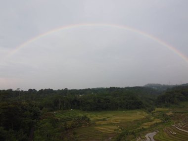 Kendal, Central Java köyündeki tarımsal pirinç tarlalarının manzarası. Teraslı pirinç tarlaları gibi. Bali Endonezya.