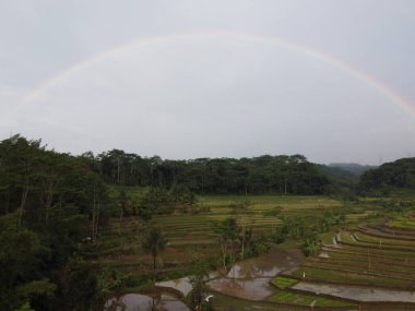 Kendal, Central Java köyündeki tarımsal pirinç tarlalarının manzarası. Teraslı pirinç tarlaları gibi. Bali Endonezya.