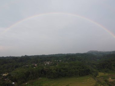 Kendal, Central Java köyündeki tarımsal pirinç tarlalarının manzarası. Teraslı pirinç tarlaları gibi. Bali Endonezya.
