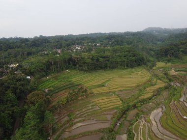 Kendal, Central Java köyündeki tarımsal pirinç tarlalarının manzarası. Teraslı pirinç tarlaları gibi. Bali Endonezya.