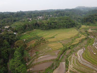 Kendal, Central Java köyündeki tarımsal pirinç tarlalarının manzarası. Teraslı pirinç tarlaları gibi. Bali Endonezya.