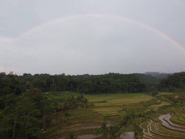 Kendal, Central Java köyündeki tarımsal pirinç tarlalarının manzarası. Teraslı pirinç tarlaları gibi. Bali Endonezya.
