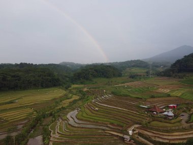 Kendal, Central Java köyündeki tarımsal pirinç tarlalarının manzarası. Teraslı pirinç tarlaları gibi. Bali Endonezya.