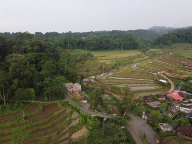 Kendal, Central Java köyündeki tarımsal pirinç tarlalarının manzarası. Teraslı pirinç tarlaları gibi. Bali Endonezya.