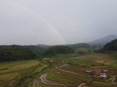Kendal, Central Java köyündeki tarımsal pirinç tarlalarının manzarası. Teraslı pirinç tarlaları gibi. Bali Endonezya.
