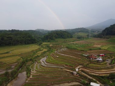 Kendal, Central Java köyündeki tarımsal pirinç tarlalarının manzarası. Teraslı pirinç tarlaları gibi. Bali Endonezya.