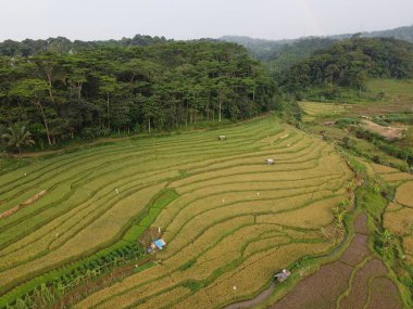 Kendal, Central Java köyündeki tarımsal pirinç tarlalarının manzarası. Teraslı pirinç tarlaları gibi. Bali Endonezya.