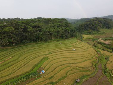 Kendal, Central Java köyündeki tarımsal pirinç tarlalarının manzarası. Teraslı pirinç tarlaları gibi. Bali Endonezya.