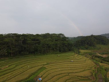 Kendal, Central Java köyündeki tarımsal pirinç tarlalarının manzarası. Teraslı pirinç tarlaları gibi. Bali Endonezya.