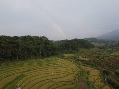 Kendal, Central Java köyündeki tarımsal pirinç tarlalarının manzarası. Teraslı pirinç tarlaları gibi. Bali Endonezya.