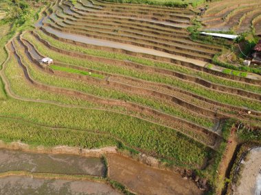 Kendal, Central Java köyündeki tarımsal pirinç tarlalarının manzarası. Teraslı pirinç tarlaları gibi. Bali Endonezya.