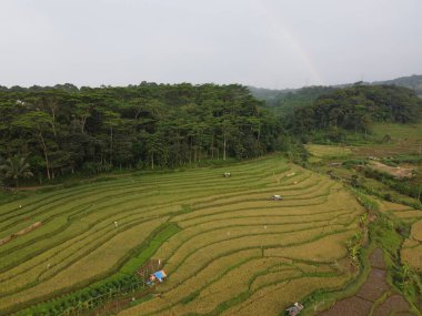Kendal, Central Java köyündeki tarımsal pirinç tarlalarının manzarası. Teraslı pirinç tarlaları gibi. Bali Endonezya.