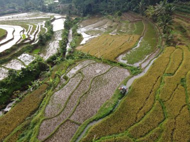 Kendal, Central Java köyündeki tarımsal pirinç tarlalarının manzarası. Teraslı pirinç tarlaları gibi. Bali Endonezya.