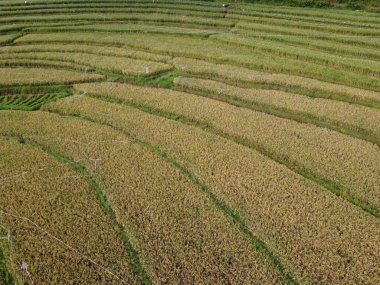 Kendal, Central Java köyündeki tarımsal pirinç tarlalarının manzarası. Teraslı pirinç tarlaları gibi. Bali Endonezya.