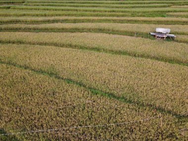 Kendal, Central Java köyündeki tarımsal pirinç tarlalarının manzarası. Teraslı pirinç tarlaları gibi. Bali Endonezya.