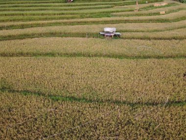 Kendal, Central Java köyündeki tarımsal pirinç tarlalarının manzarası. Teraslı pirinç tarlaları gibi. Bali Endonezya.