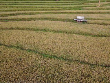 Kendal, Central Java köyündeki tarımsal pirinç tarlalarının manzarası. Teraslı pirinç tarlaları gibi. Bali Endonezya.