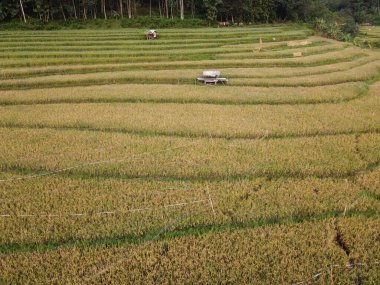 Kendal, Central Java köyündeki tarımsal pirinç tarlalarının manzarası. Teraslı pirinç tarlaları gibi. Bali Endonezya.