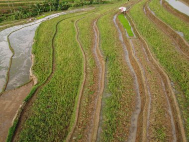 Kendal, Central Java köyündeki tarımsal pirinç tarlalarının manzarası. Teraslı pirinç tarlaları gibi. Bali Endonezya.