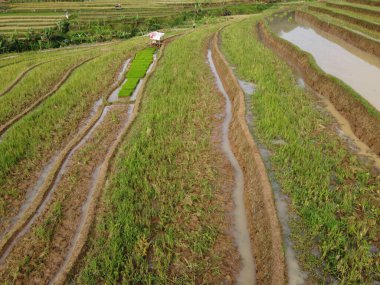 Kendal, Central Java köyündeki tarımsal pirinç tarlalarının manzarası. Teraslı pirinç tarlaları gibi. Bali Endonezya.