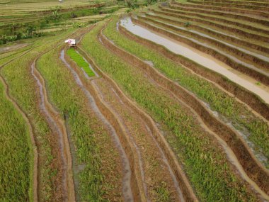 Kendal, Central Java köyündeki tarımsal pirinç tarlalarının manzarası. Teraslı pirinç tarlaları gibi. Bali Endonezya.