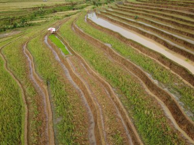 Kendal, Central Java köyündeki tarımsal pirinç tarlalarının manzarası. Teraslı pirinç tarlaları gibi. Bali Endonezya.