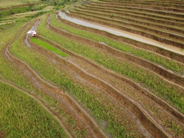 Kendal, Central Java köyündeki tarımsal pirinç tarlalarının manzarası. Teraslı pirinç tarlaları gibi. Bali Endonezya.