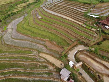 Kendal, Central Java köyündeki tarımsal pirinç tarlalarının manzarası. Teraslı pirinç tarlaları gibi. Bali Endonezya.