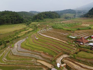 Kendal, Central Java köyündeki tarımsal pirinç tarlalarının manzarası. Teraslı pirinç tarlaları gibi. Bali Endonezya.