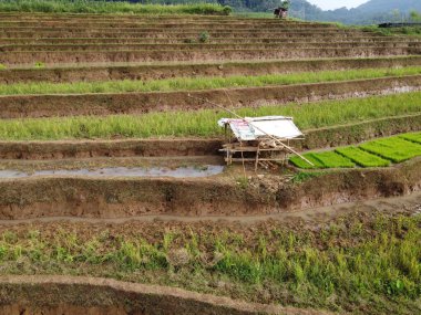 Kendal, Central Java köyündeki tarımsal pirinç tarlalarının manzarası. Teraslı pirinç tarlaları gibi. Bali Endonezya.