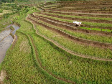 Kendal, Central Java köyündeki tarımsal pirinç tarlalarının manzarası. Teraslı pirinç tarlaları gibi. Bali Endonezya.