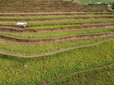 Kendal, Central Java köyündeki tarımsal pirinç tarlalarının manzarası. Teraslı pirinç tarlaları gibi. Bali Endonezya.