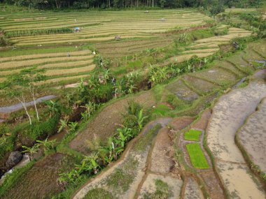 Kendal, Central Java köyündeki tarımsal pirinç tarlalarının manzarası. Teraslı pirinç tarlaları gibi. Bali Endonezya.