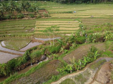 Kendal, Central Java köyündeki tarımsal pirinç tarlalarının manzarası. Teraslı pirinç tarlaları gibi. Bali Endonezya.