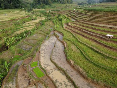 Kendal, Central Java köyündeki tarımsal pirinç tarlalarının manzarası. Teraslı pirinç tarlaları gibi. Bali Endonezya.