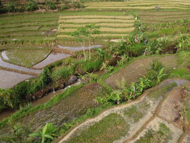 Kendal, Central Java köyündeki tarımsal pirinç tarlalarının manzarası. Teraslı pirinç tarlaları gibi. Bali Endonezya.