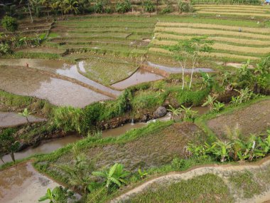 Kendal, Central Java köyündeki tarımsal pirinç tarlalarının manzarası. Teraslı pirinç tarlaları gibi. Bali Endonezya.